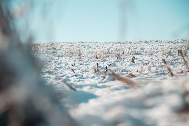 simbolična, sneg, zima, gozd, polje, goričko, zasnežena, taljenje