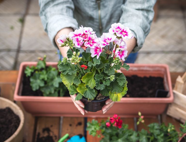 pelargonije, balkonsko-cvetje