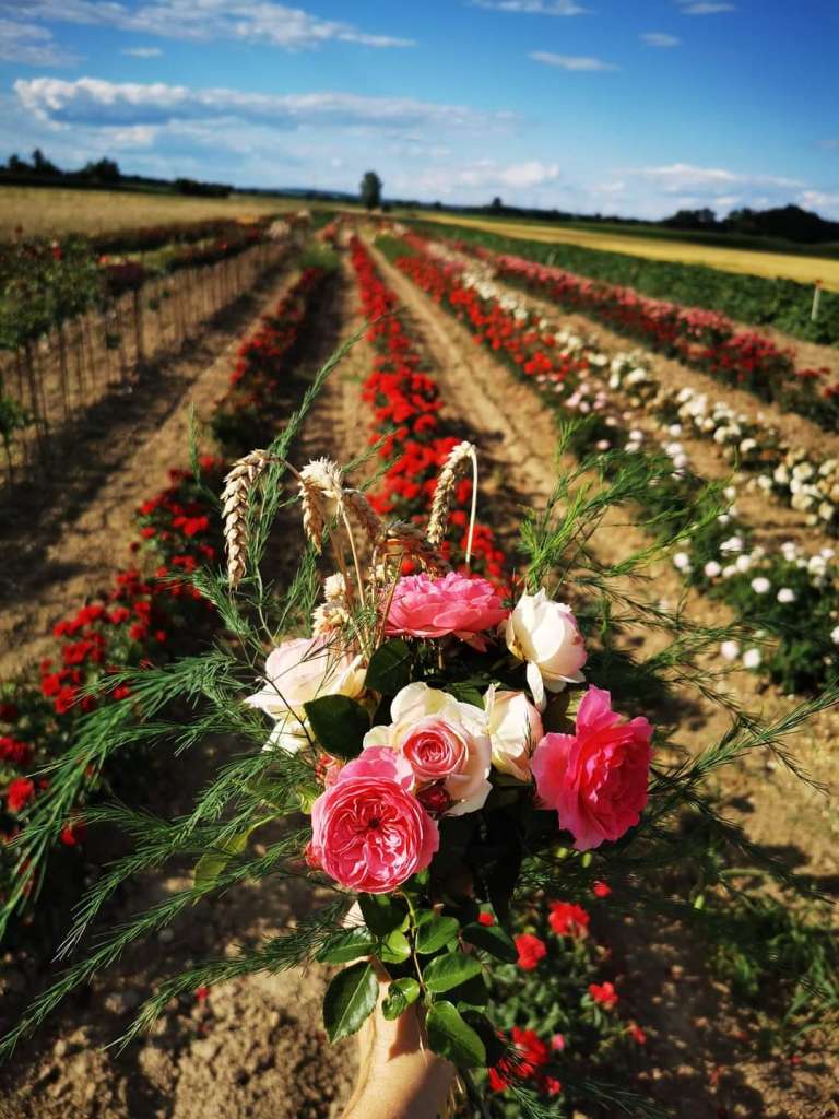 vrtnice flores, petanjci, kofjač