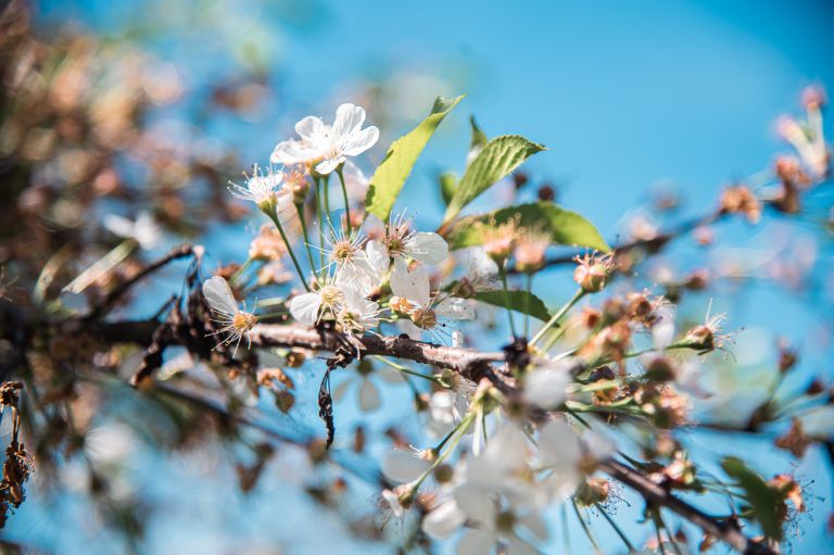 simbolična, pomlad, rože, cvetje, sadje, češnja, drevje, cvetenje, list, rastlina