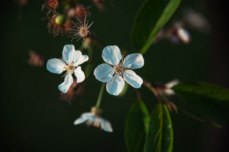 simbolična, pomlad, rože, cvetje, sadje, češnja, drevje, cvetenje, list, rastlina