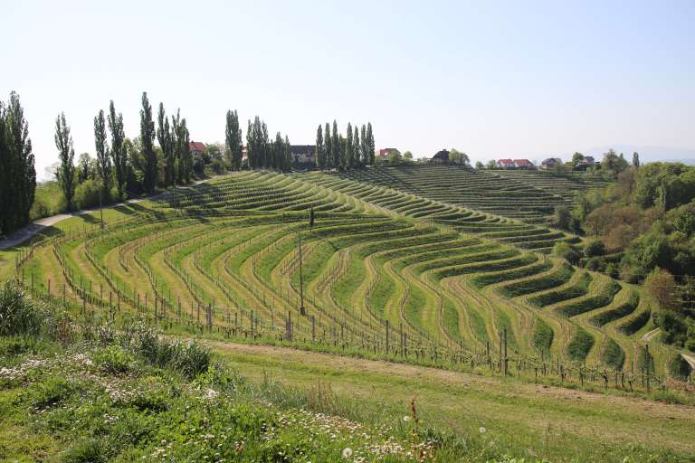 mkgp, državni-sekretar, blaž-germšek