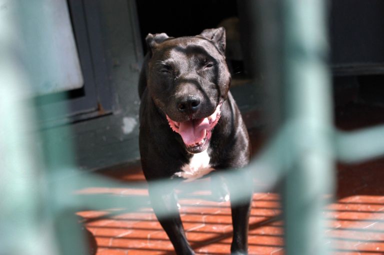 pitbul.jpg