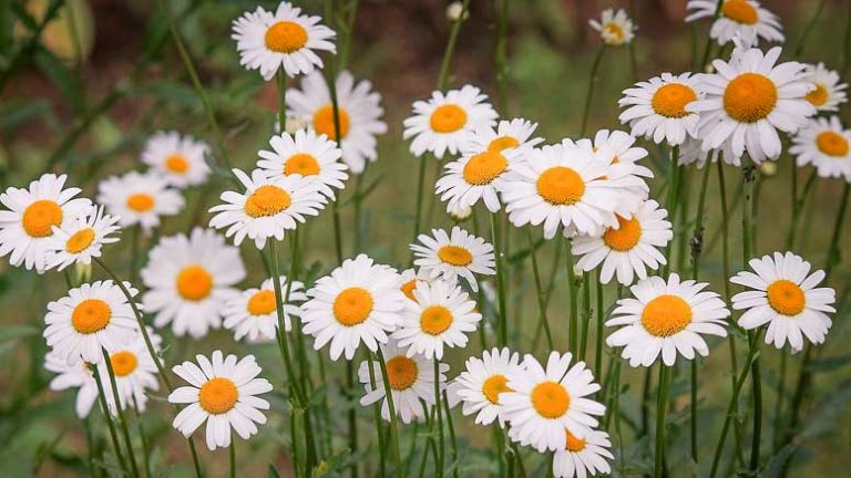 daisies-3439573_1280