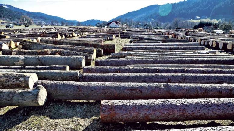 licitacija-najvrednejšega-lesa-Pameče-2021—f-Jože-Miklavc–IMG_9801-(2)