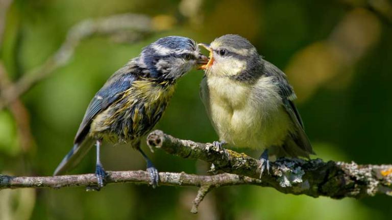 ptice-blue-tit-8041988