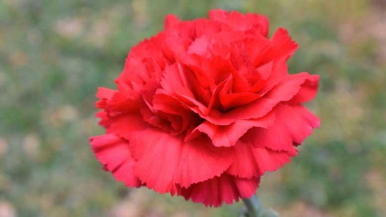 nagelj-prvi-maj-7840259