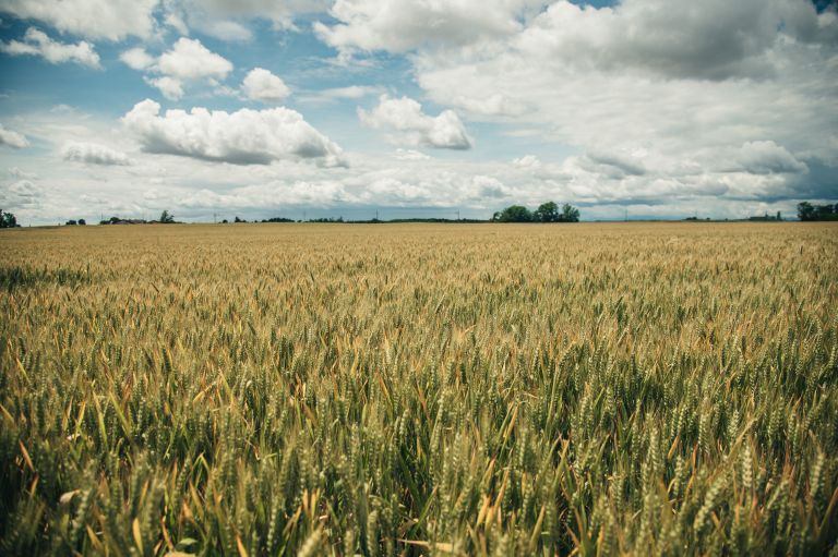 simbolična, pšenica, kmetijstvo, poljedelstvo, žitarice, njiva, njive