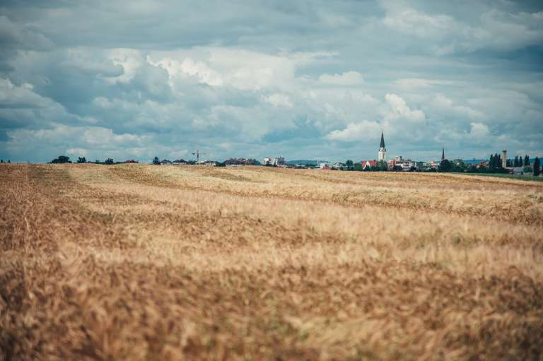 simbolična, pšenica, kmetijstvo, poljedelstvo, žitarice, njiva, njive