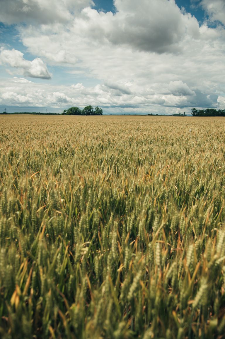 simbolična, pšenica, kmetijstvo, poljedelstvo, žitarice, njiva, njive, pokončna