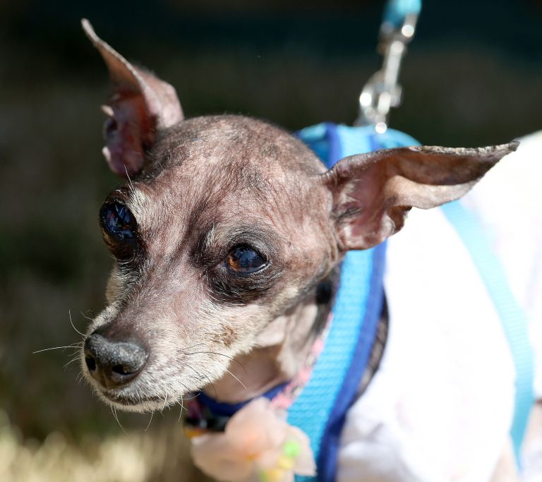 2 najgrši-pes, najdrši-pes-na-svetu