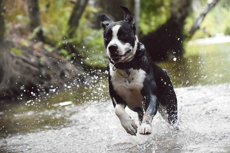 hlajenje-živali-dog-8014047.jpg