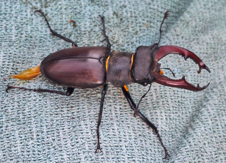 veliki rogač J. Miklavc.jpg