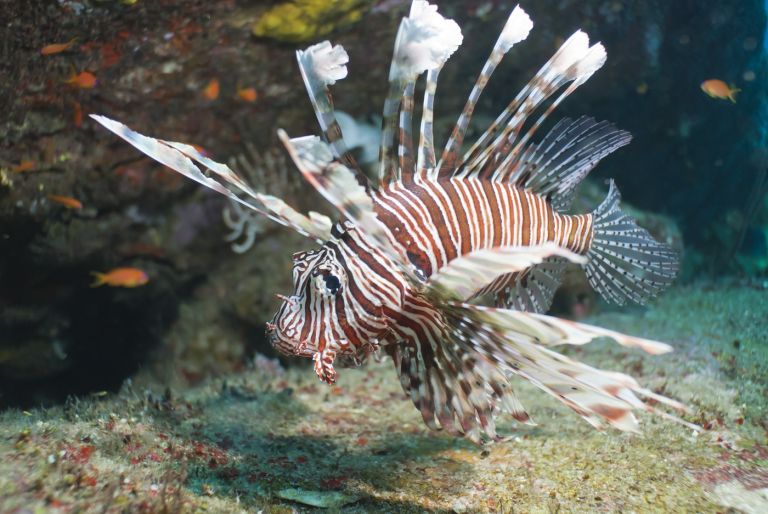 Pterois miles