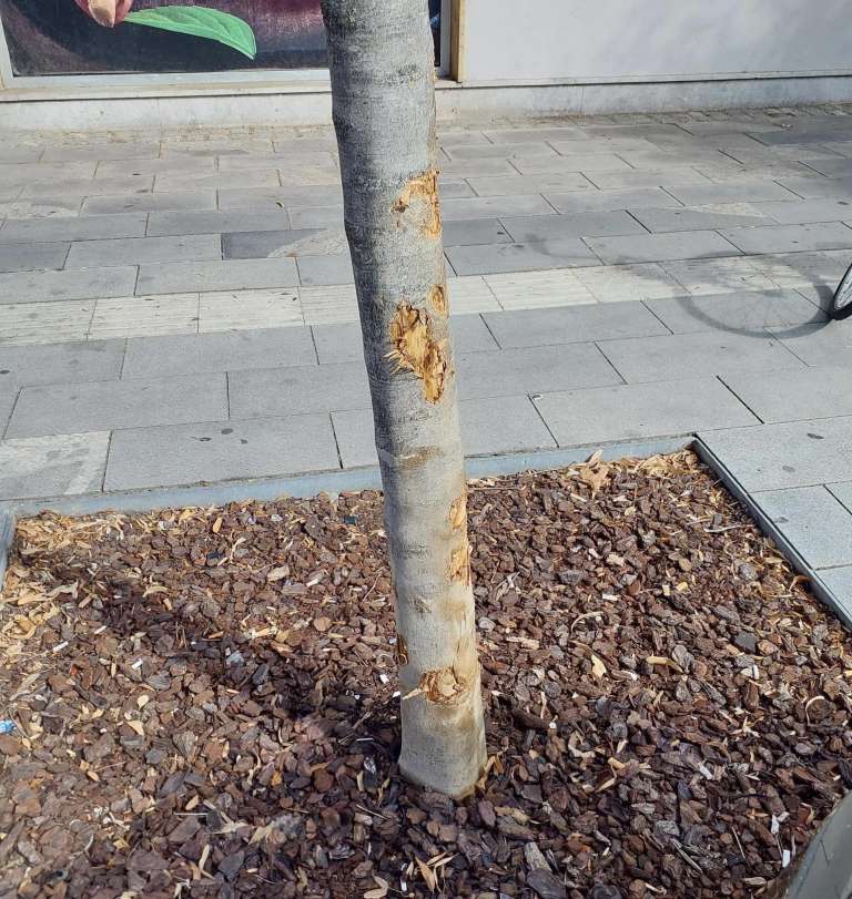 mestna občina murska sobota, vandalizem