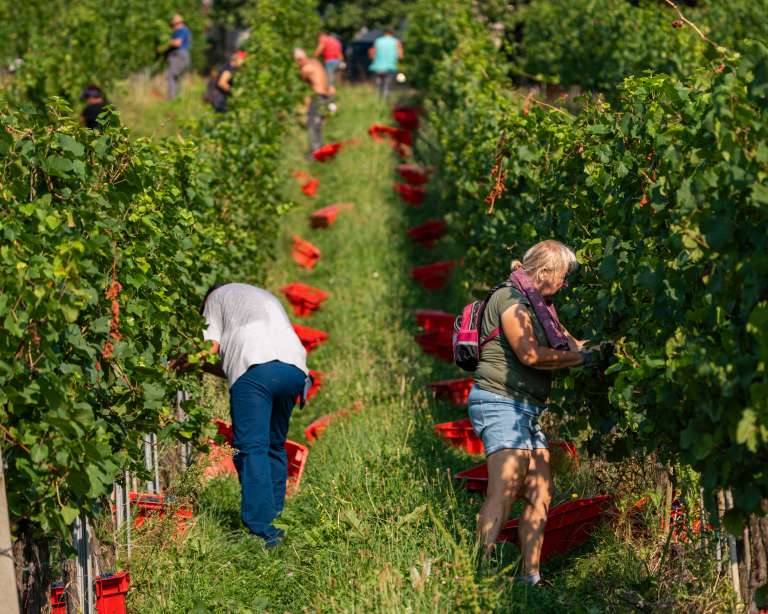 trgatev, vino, grozdje, vinogradi, simbolična