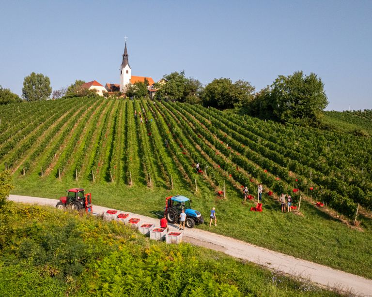 trgatev, vino, grozdje, vinogradi, simbolična