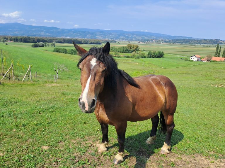 mv-konjereja 1.jpg