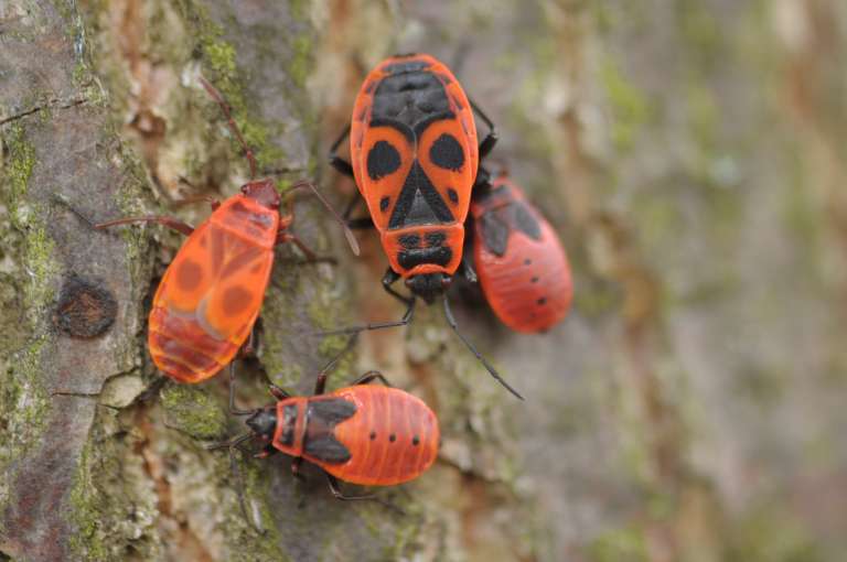 _rdei_kratec__utar__pyrrhocoris_apterus_.jpg