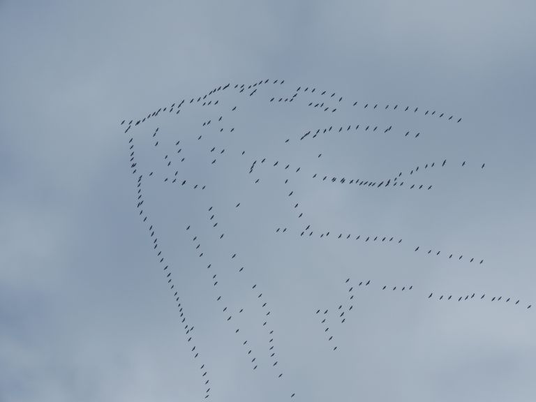 žerjavi_foto-Urša Očko (2).JPG