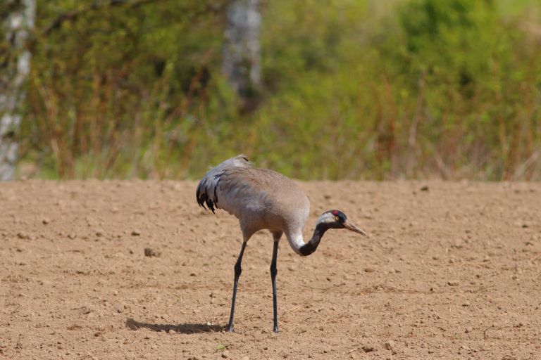 žerjav_foto-Dejan Bordjan.JPG