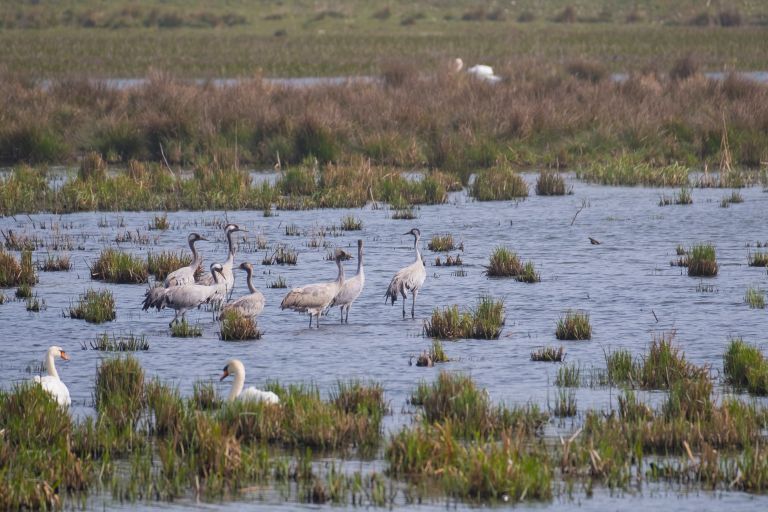 žerjavi_foto-Tilen Basle.jpeg