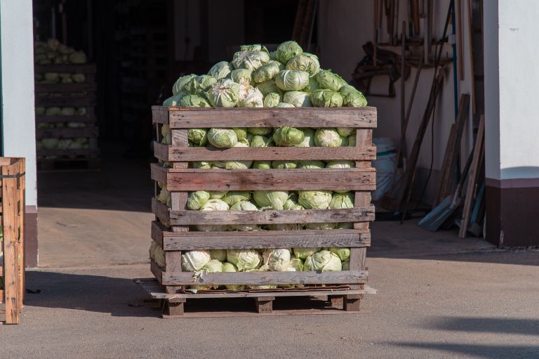 kisanje-zelja-majer-šinko, skakovci