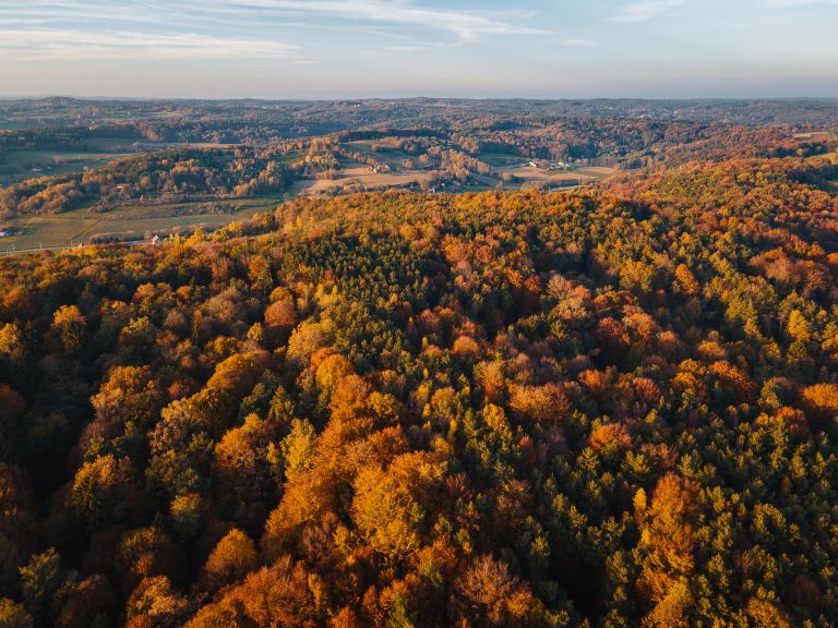 simbolična, jesen, gozd, goričko, drevesa, narava, dron, krošnja, krošnje