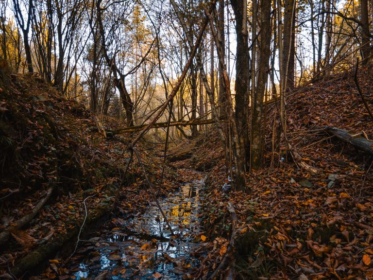 simbolična, jesen, gozd, goričko, drevesa, narava, dron, krošnja, krošnje