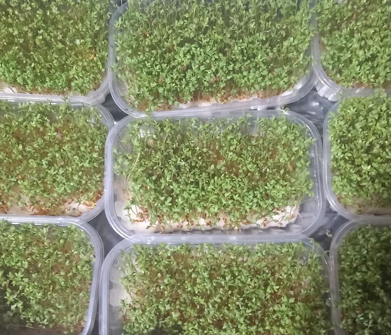 mikrozelenjava (1).jpg