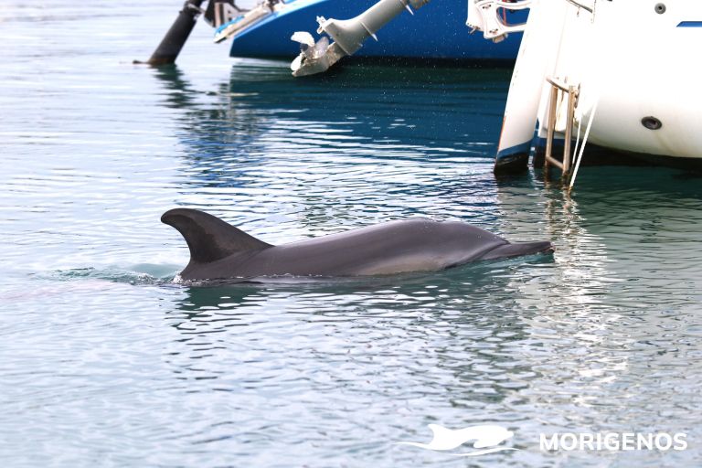 delfin, slovenska obala, Morigenos
