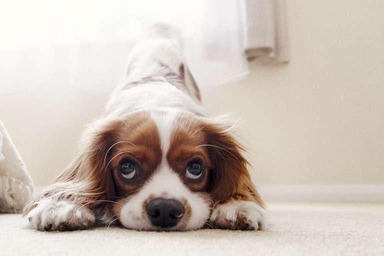 cavalier-king-charles-spaniel-5952324_1280.jpg