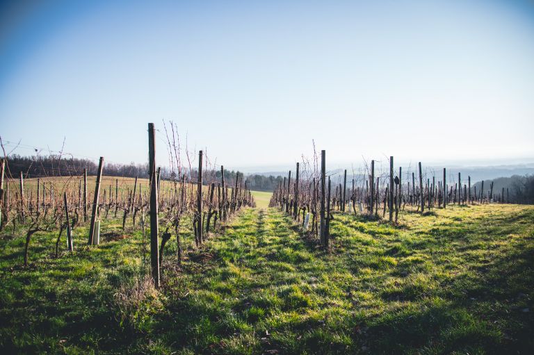 simbolična, vinograd, gorice, kmetijstvo, vinogradništvo, grozdje