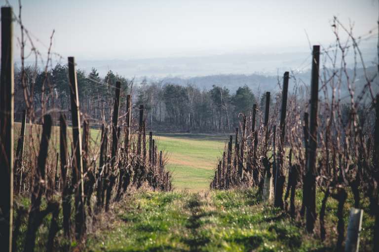 simbolična, vinograd, gorice, kmetijstvo, vinogradništvo, grozdje