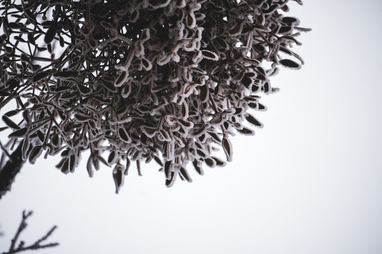 simbolična, zima, megla, zmrzal, njiva, polje, gozd, drevesa, sren