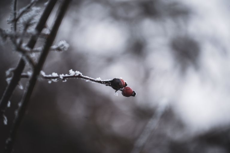 simbolična, zima, megla, zmrzal, njiva, polje, gozd, drevesa, sren