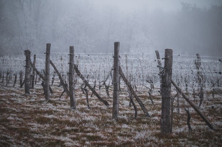 simbolična, sneg, led, megla, sren, vinogradi, trst, vinogradništvo, zmrzal