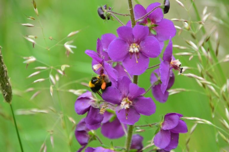 beeaware, krajinski-park-goričko