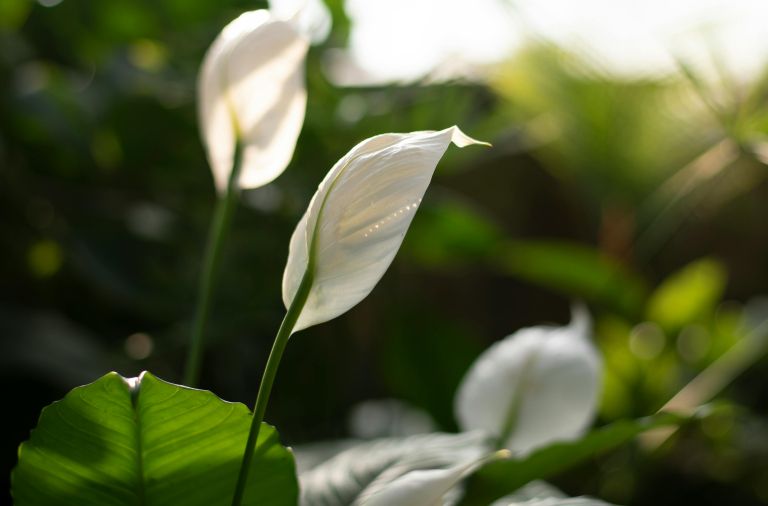 sobne-rastline, ki-odpravljajo-plesen-in-vlago