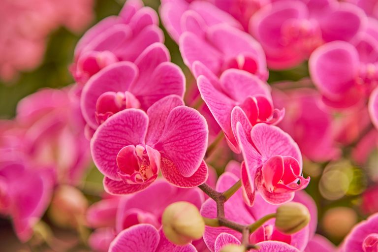 sobne-rastline, ki-odpravljajo-plesen-in-vlago