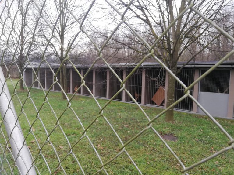 pasje zavetisce Mala hiša zunaj.jpg