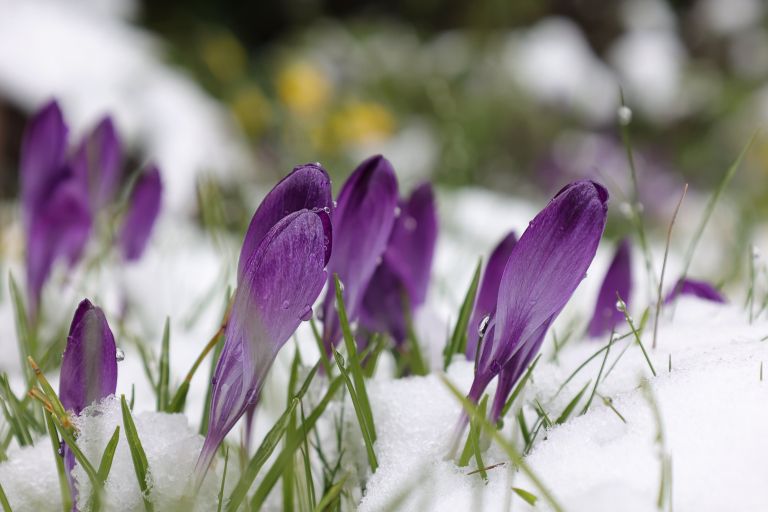 purple-crocuses-7856702.jpg