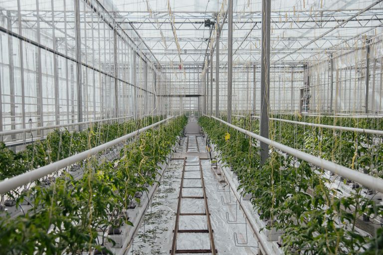 simbolična, lušt, paradajz, paradižnik, zelenjava, sadike, sadika