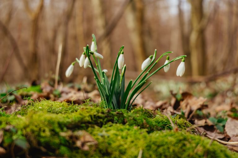 simbolična, zvončki, zvonček, roža, rastlina, narava, gozd, pomlad