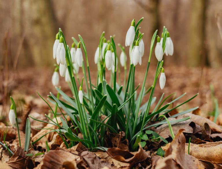 simbolična, zvončki, zvonček, roža, rastlina, narava, gozd, pomlad