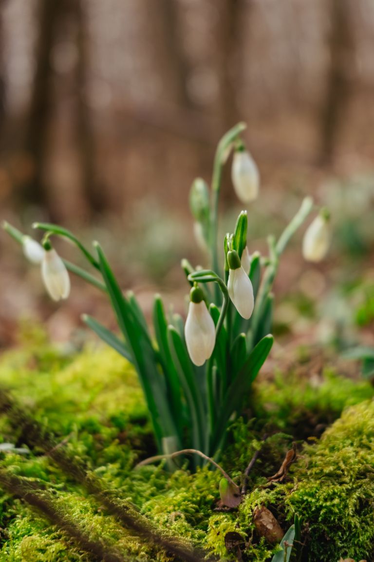 simbolična, zvončki, zvonček, roža, rastlina, narava, gozd, pomlad