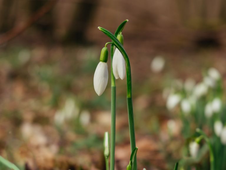 simbolična, zvončki, zvonček, roža, rastlina, narava, gozd, pomlad