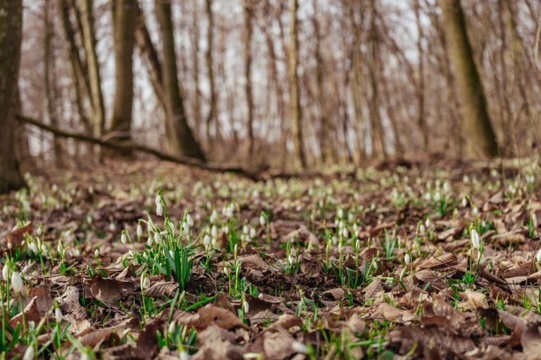 simbolična, zvončki, zvonček, roža, rastlina, narava, gozd, pomlad