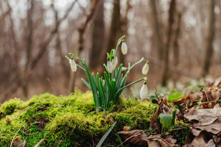 simbolična, zvončki, zvonček, roža, rastlina, narava, gozd, pomlad