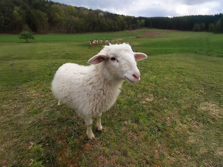 simbolična, ovca, ovce, živali, drobnica, kmetijstvo
